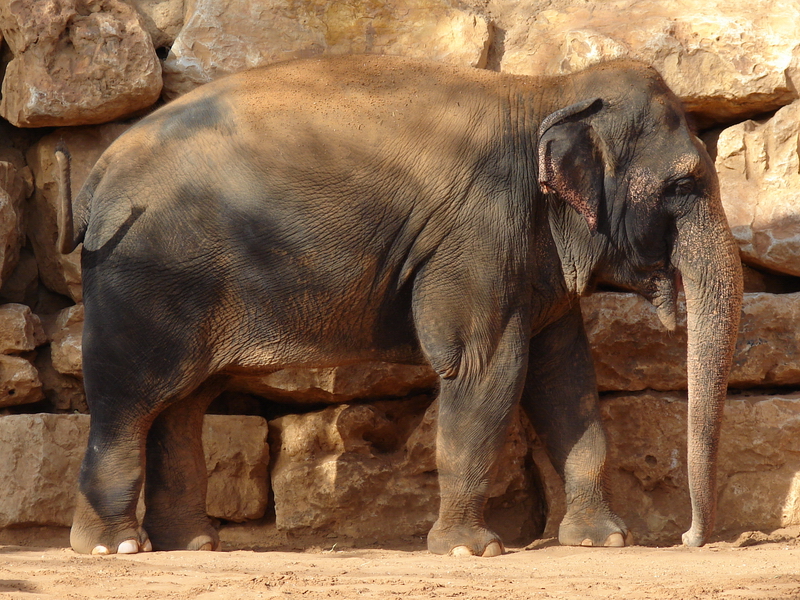 Asian Elephant (Elephas maximus) female Oraphon (Susan)