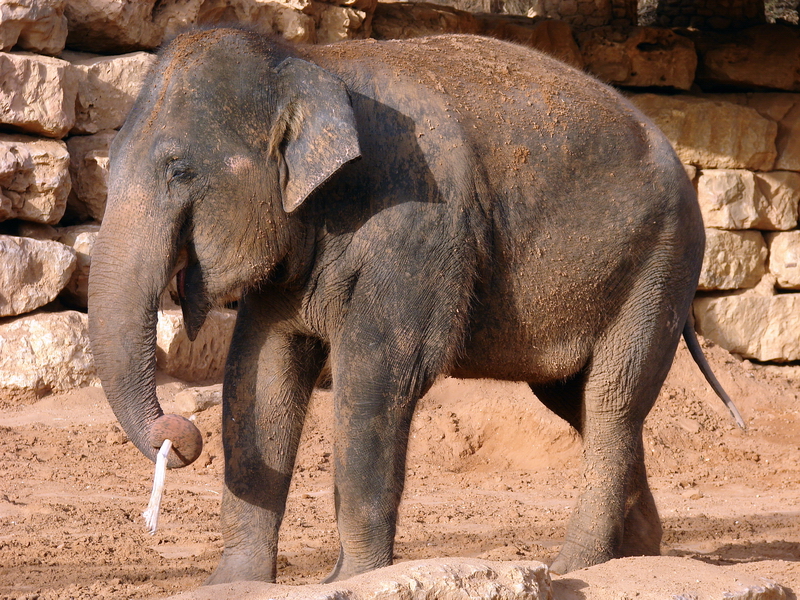 Asian Elephant / Elephas maximus (female Piyanut (Michlaela))