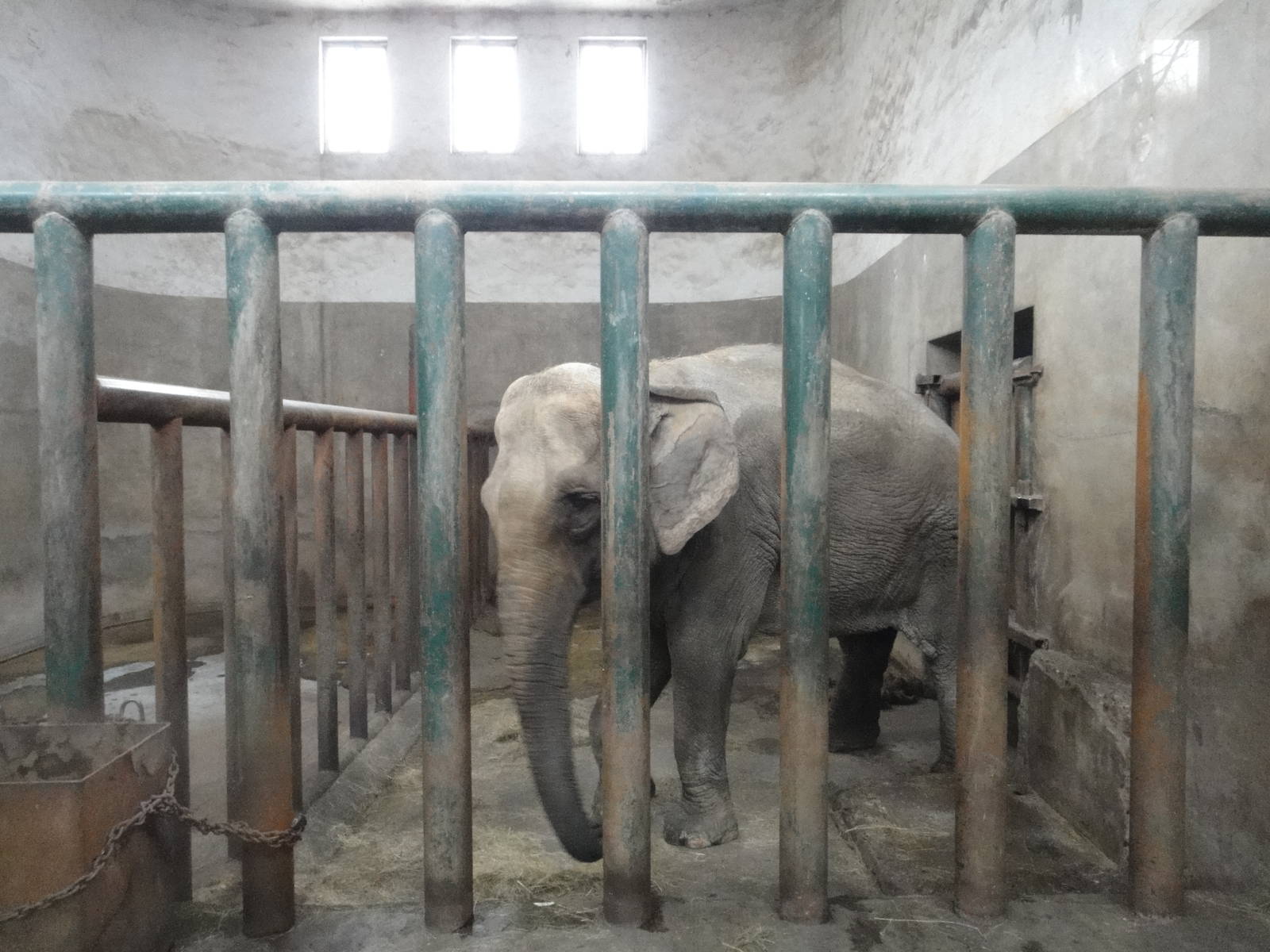 Asian elephant (Elephas maximus) female Sa Kuan