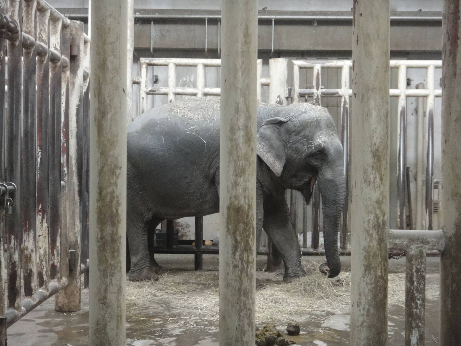 Asian elephant /Elephas maximus (female) Wang Nan Jiao