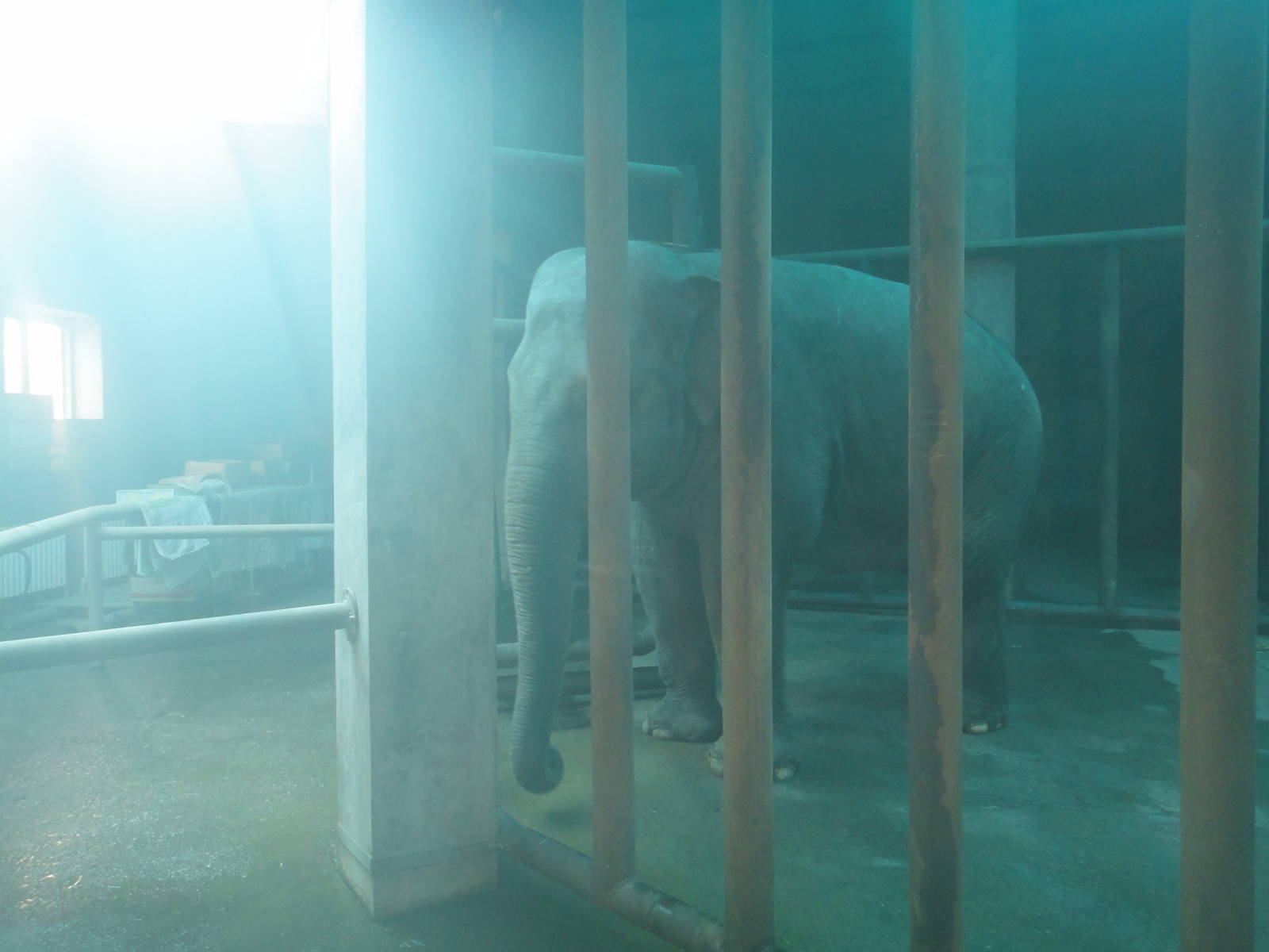 Asian elephant /Elephas maximus (female) Xin Xin