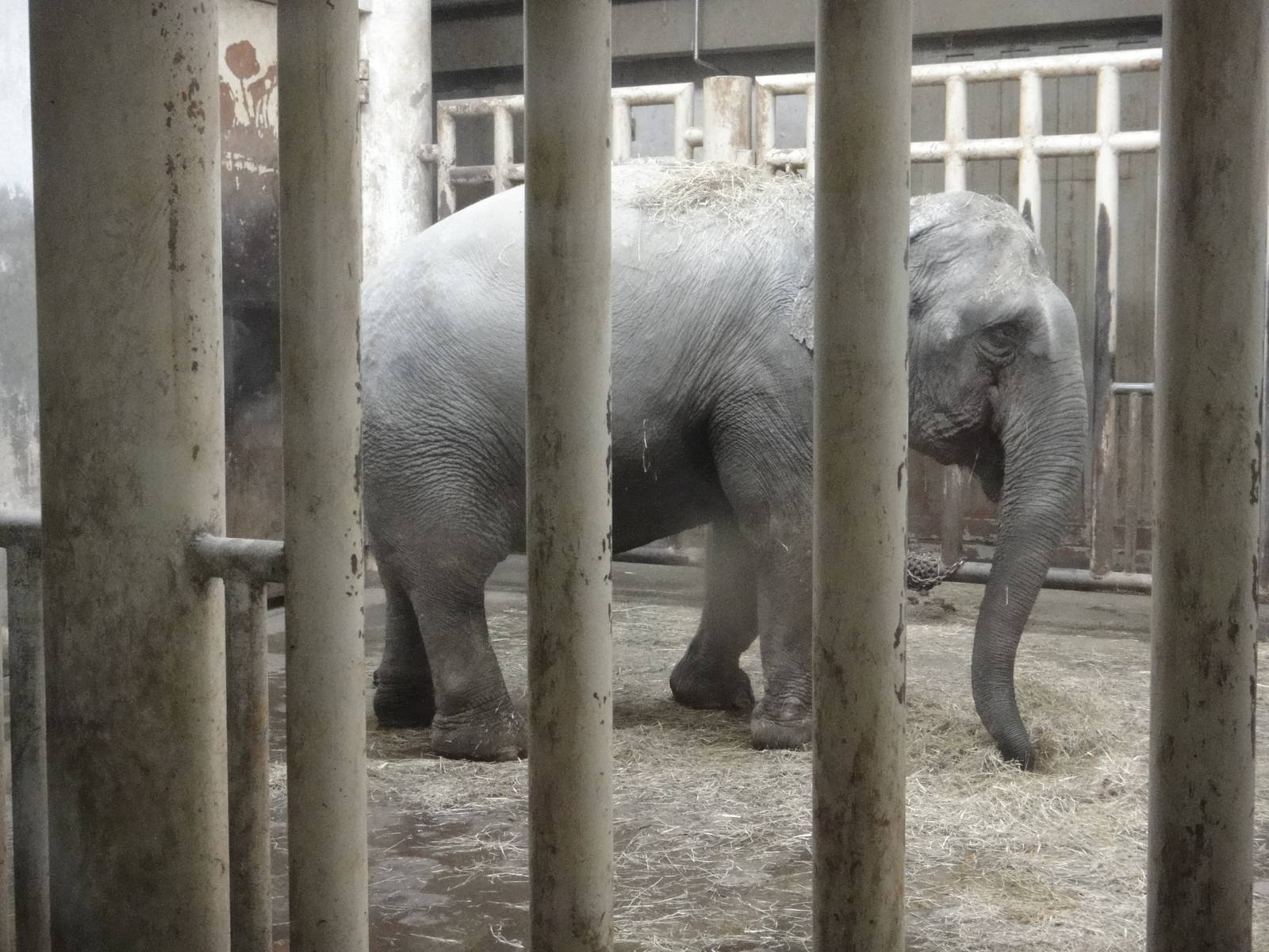 Asian elephant /Elephas maximus (female) Yi Nan