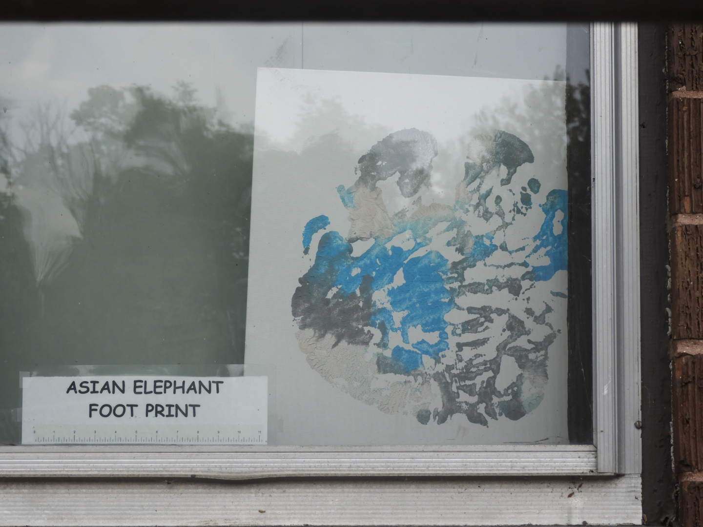 Asian Elephant (Elephas maximus) footprint