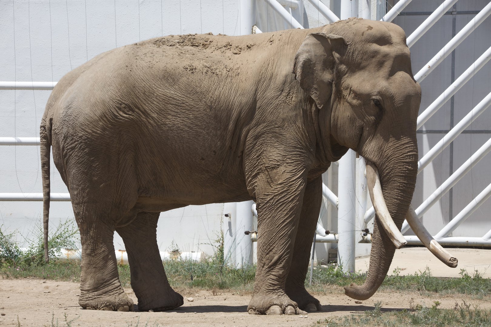 Asian Elephant/ Elephas maximus from Daqingshan Wildlife Park