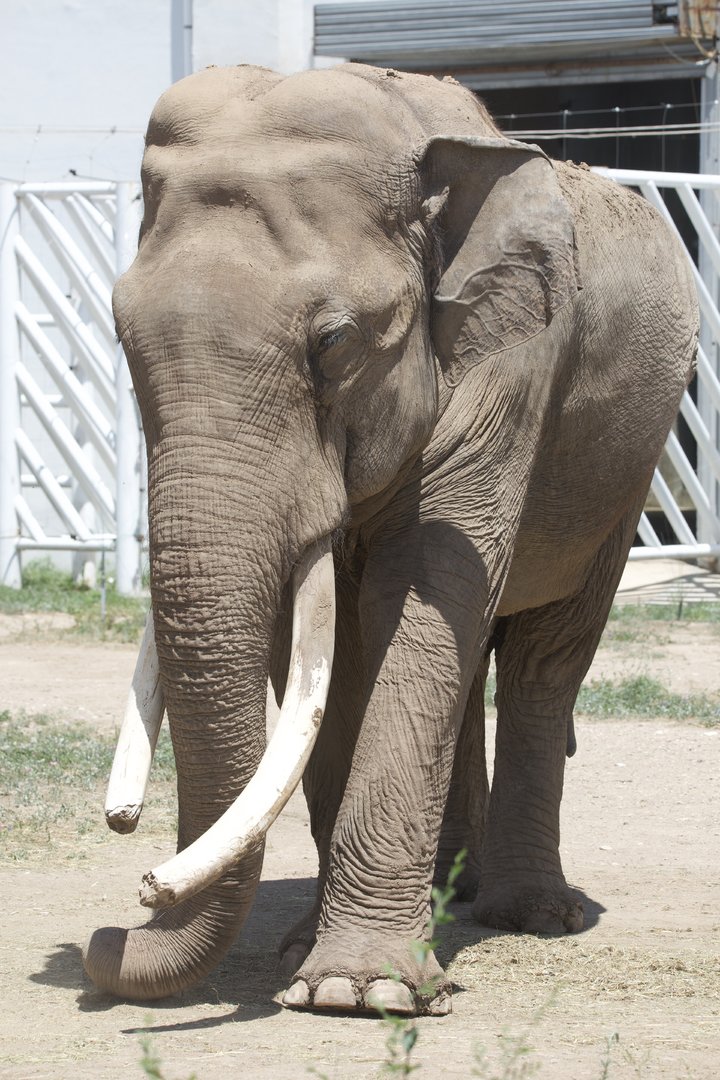 Asian Elephant/ Elephas maximus from Daqingshan Wildlife Park