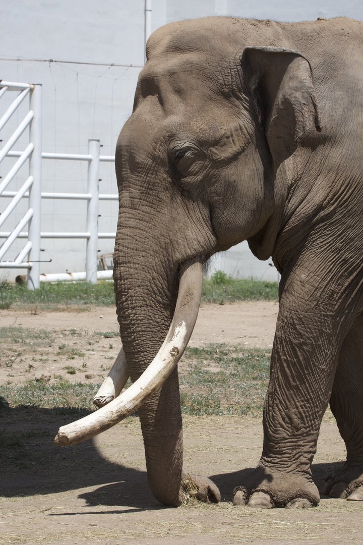 Asian Elephant/ Elephas maximus from Daqingshan Wildlife Park