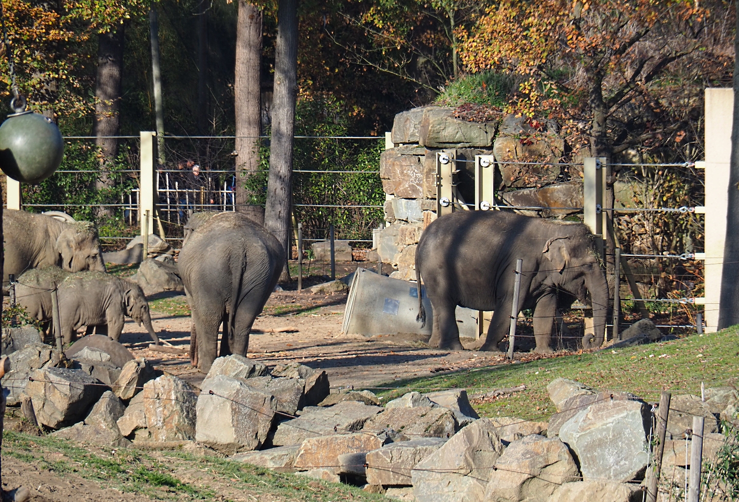 Asian elephant (Elephas maximus) herd (Nov 18th, 2018)