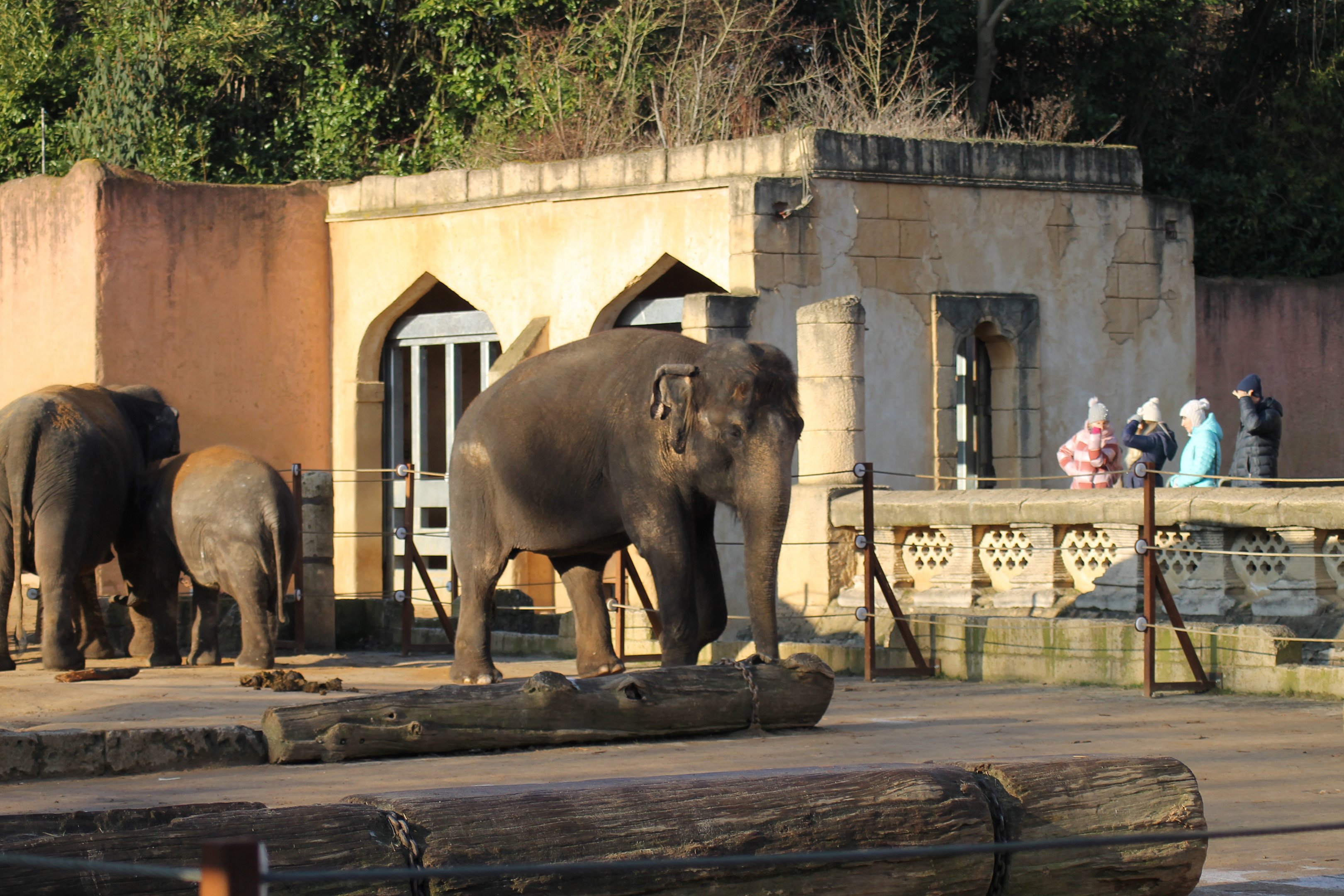 Asian elephant (Elephas maximus) - "Indischen Dschungelpalast"