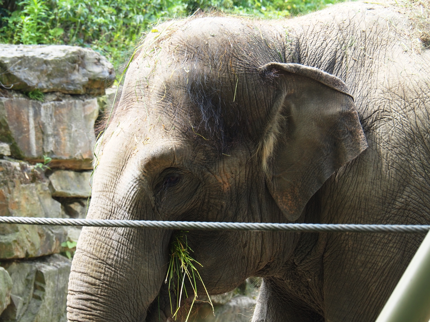 Asian elephant (Elephas maximus) Kai-Mook, 2019-06-26