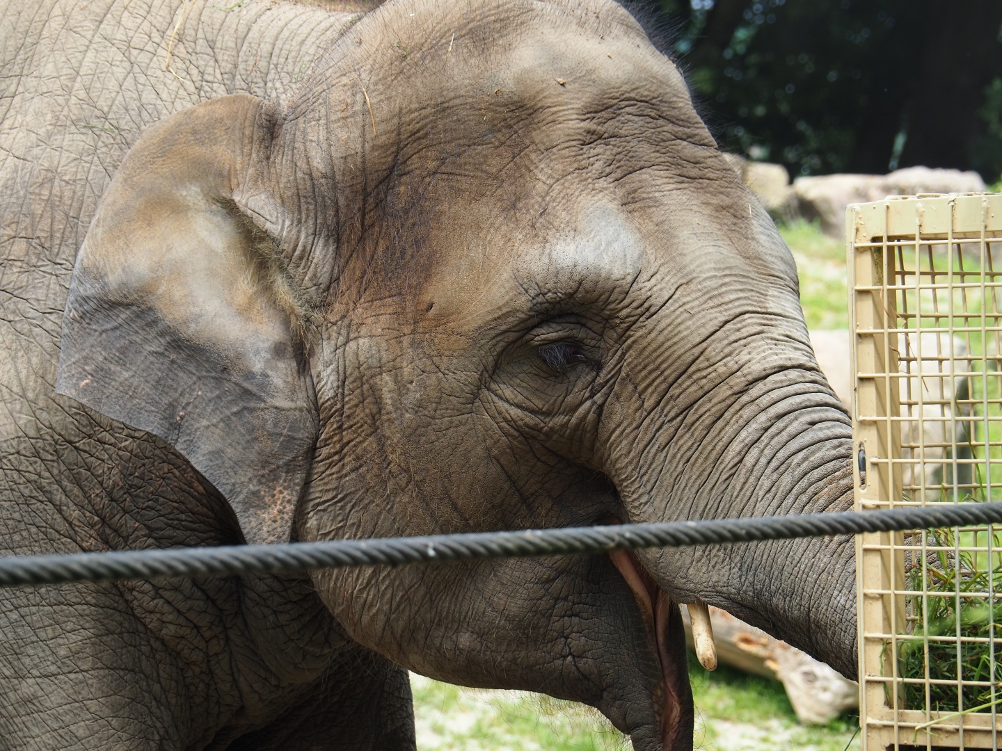 Asian elephant (Elephas maximus) Kai-Mook, 2019-06-26