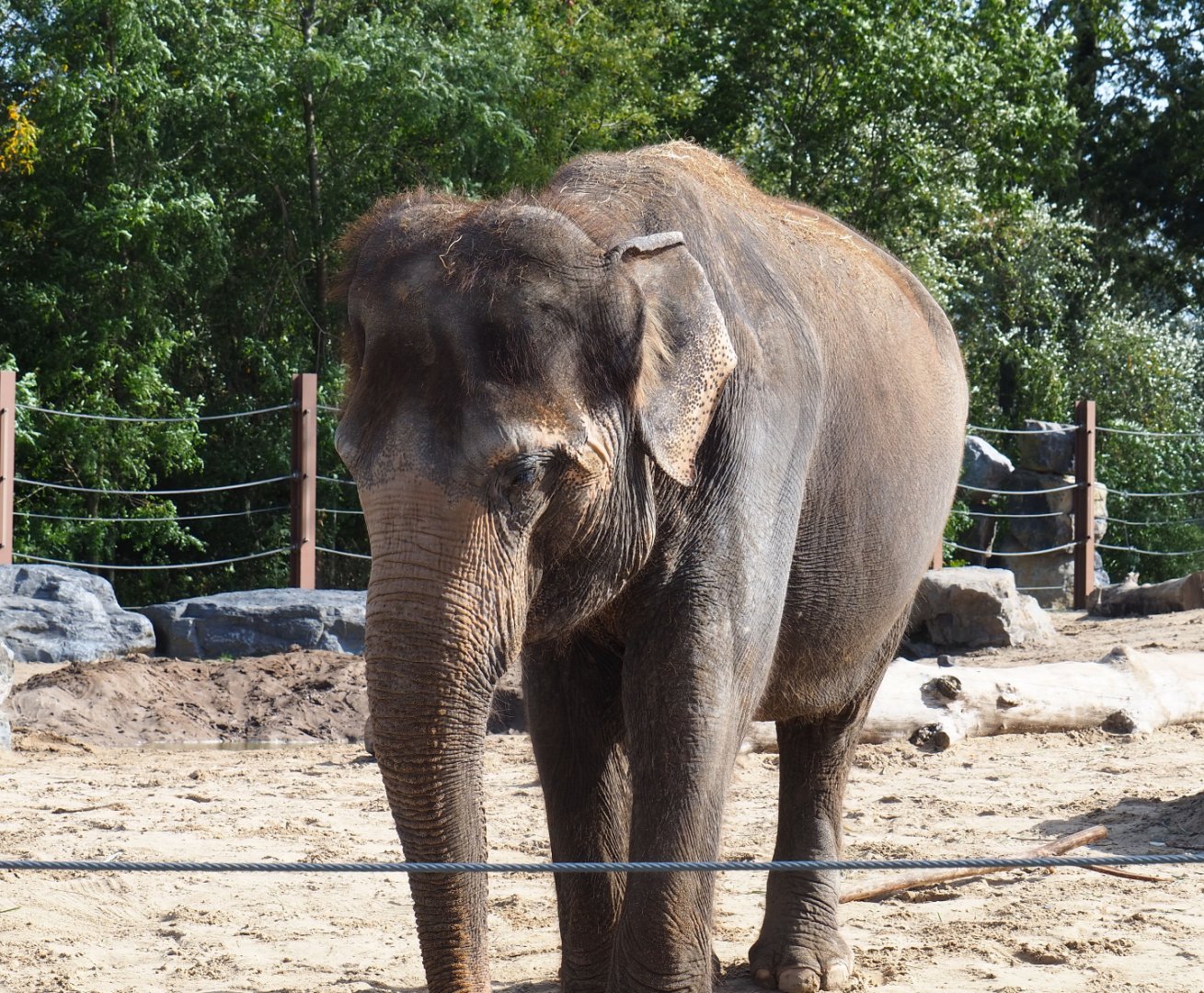 Asian elephant (Elephas maximus) Khaing Hnin Hnin, 2019-10-04