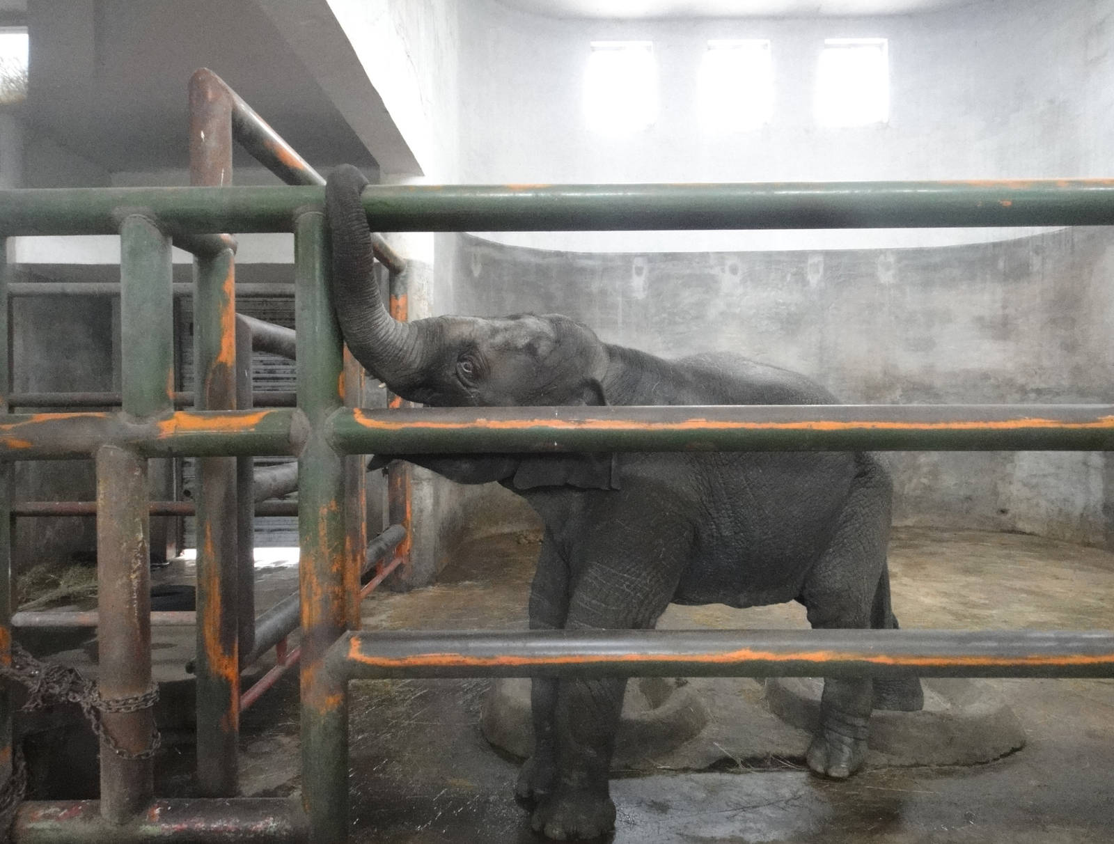 Asian elephant (Elephas maximus) male calf Ya Lu