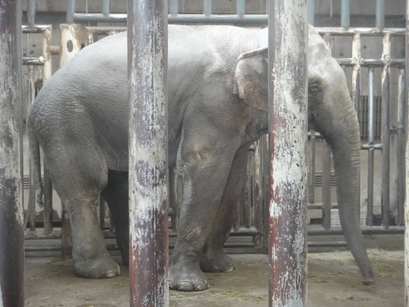 Asian elephant /Elephas maximus (male) Dong Dong