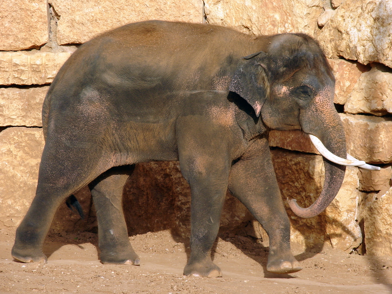 Asian Elephant / Elephas maximus (male Villi/Vermouth (Teddy))