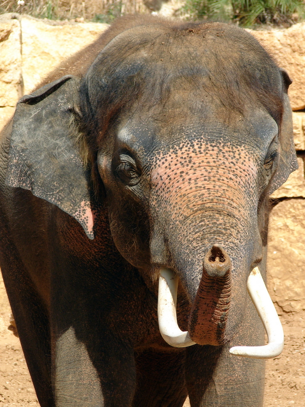 Asian Elephant / Elephas maximus (male Villi/Vermouth (Teddy))
