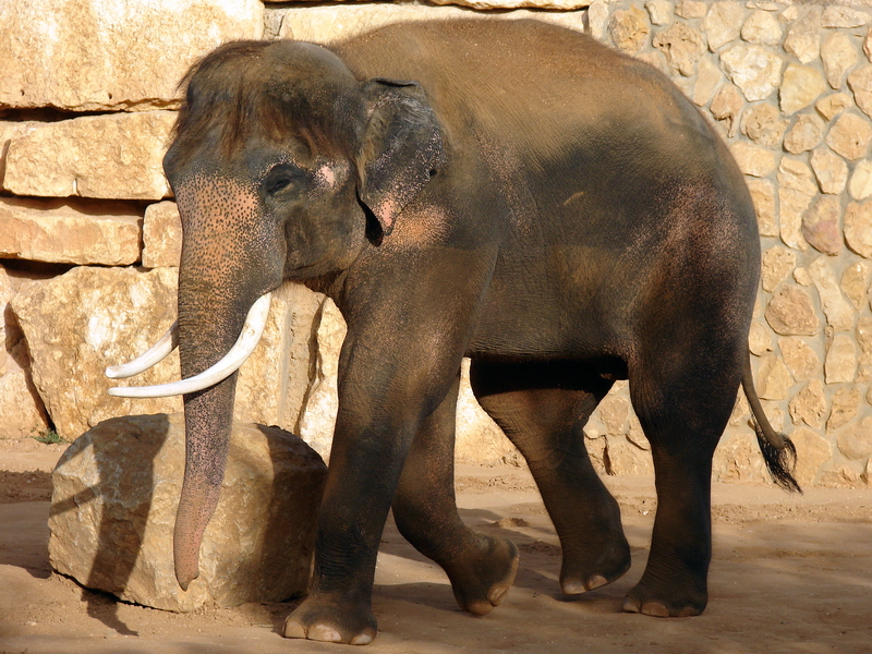 Asian Elephant / Elephas maximus (male Villi/Vermouth (Teddy))