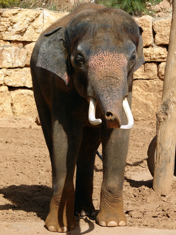 Asian Elephant / Elephas maximus (male Villi/Vermouth (Teddy))