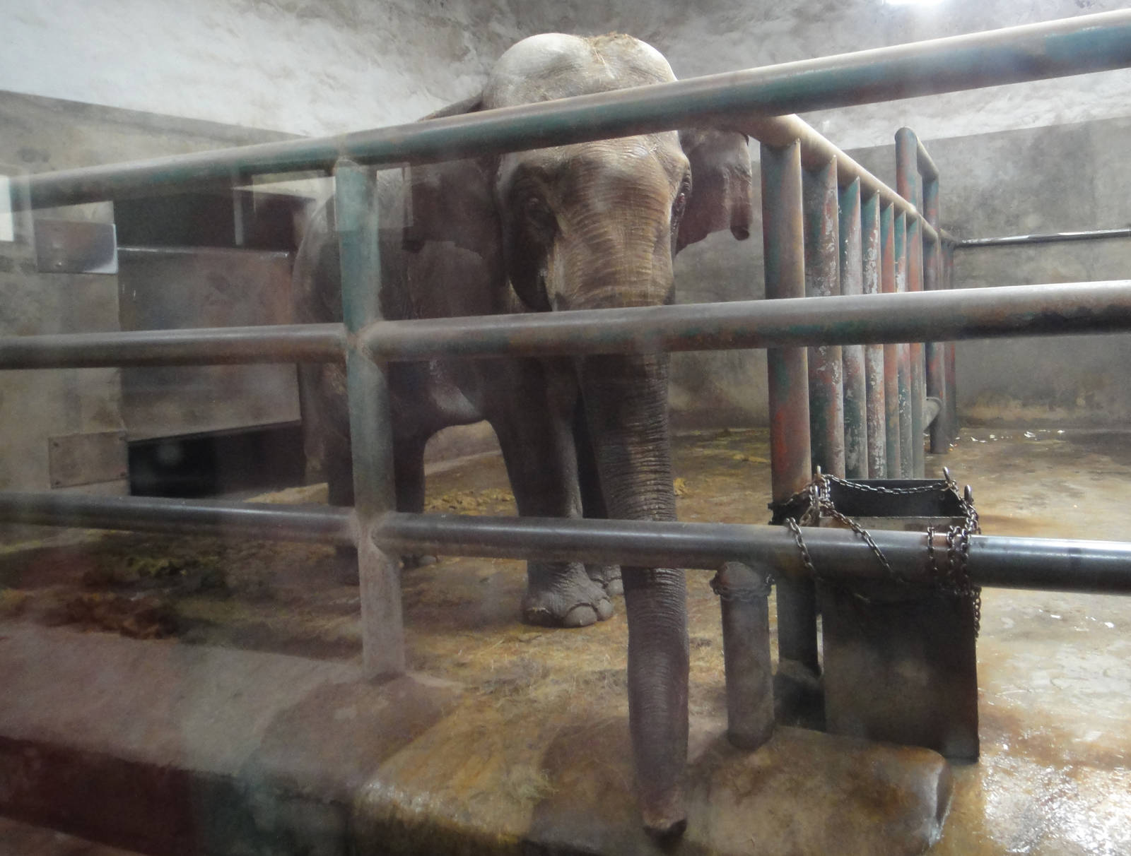 Asian elephant (Elephas maximus) male Ya Kun