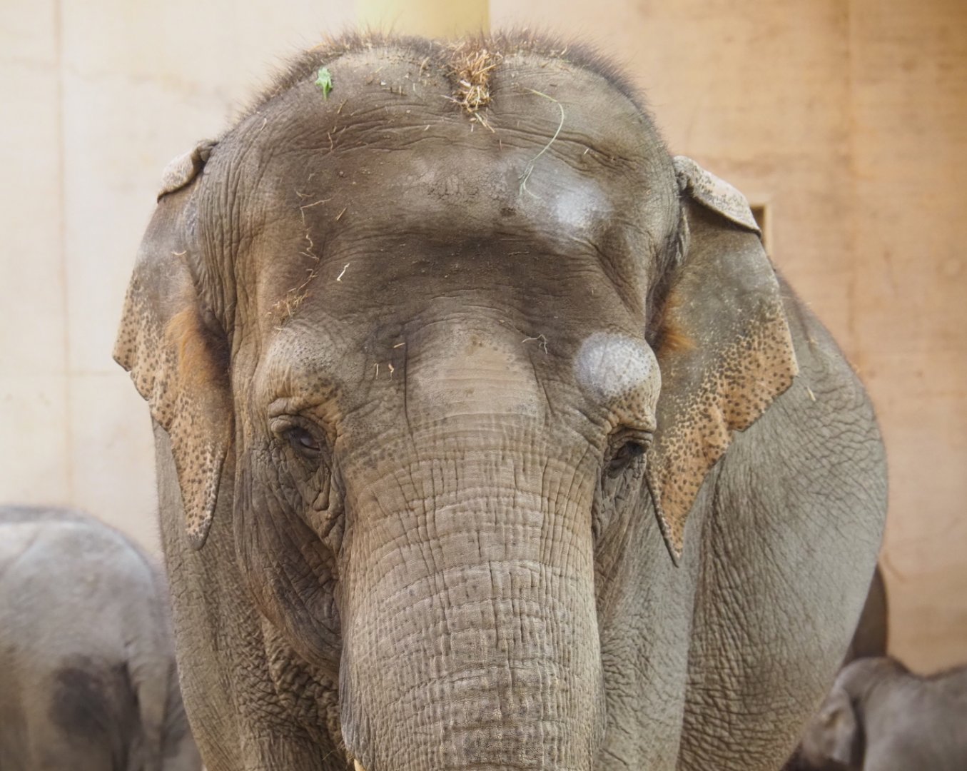 Asian elephant (Elephas maximus) matriarch Dumbo, Feb 16th, 2019