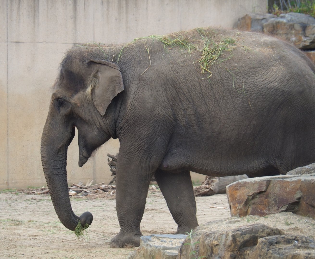 Asian elephant (Elephas maximus) May Tagu, 2019-05-31