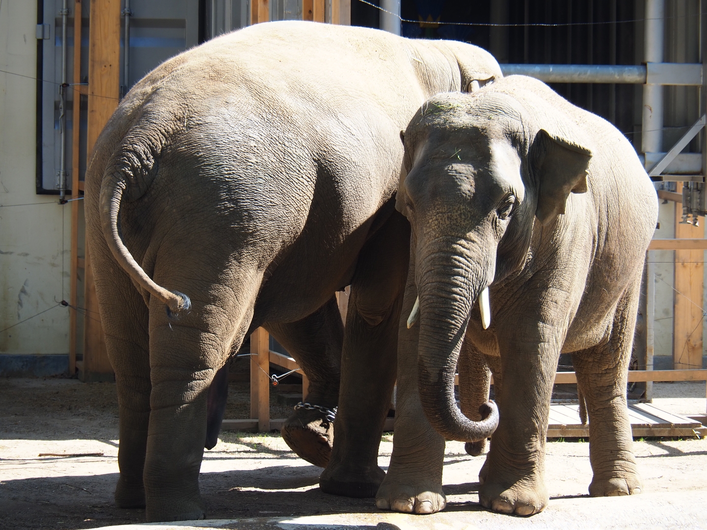 Asian elephant (Elephas maximus) Ming Jung and Assam, 2019-04-20
