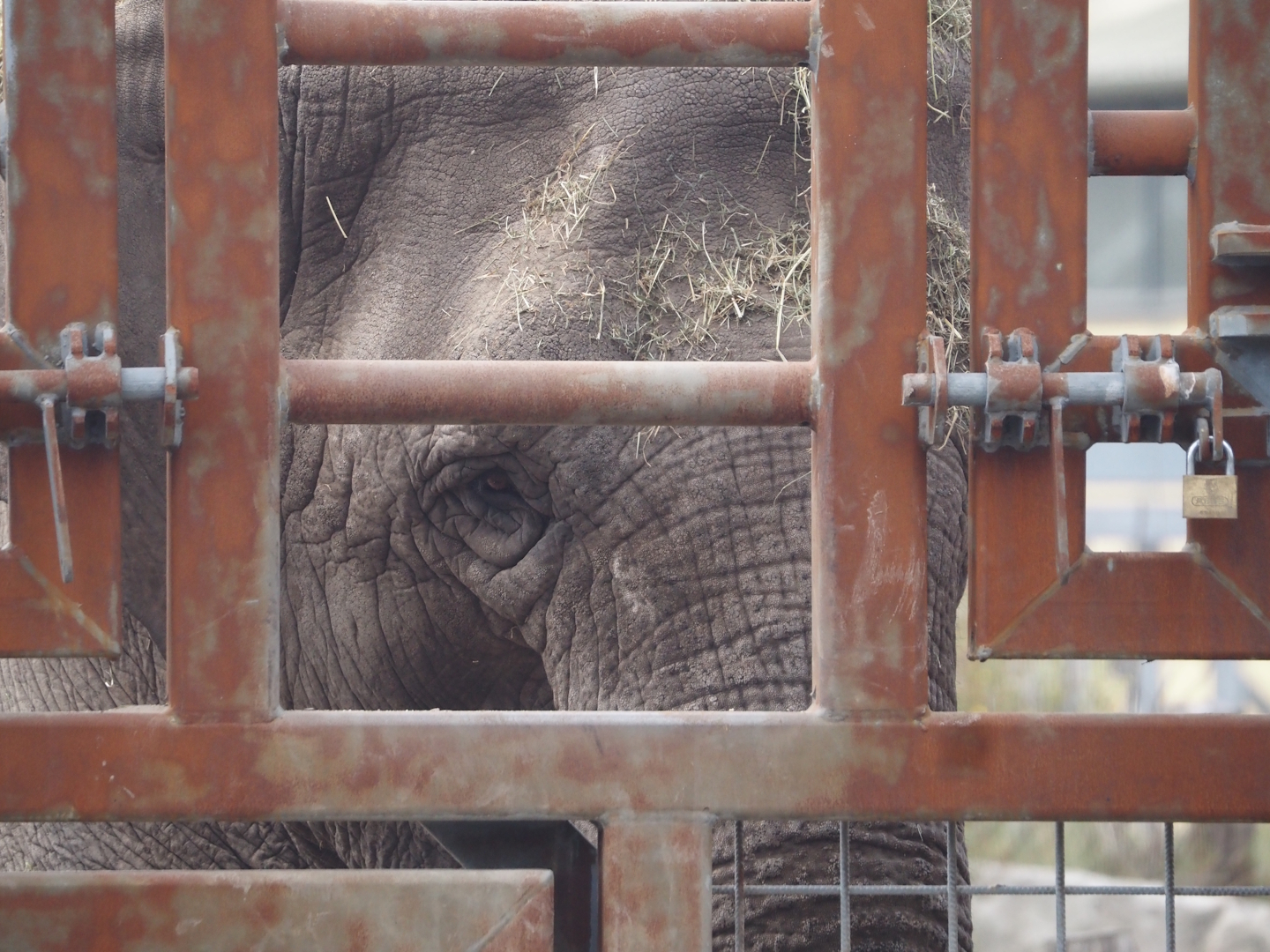 Asian elephant (Elephas maximus) next to training wall during presentation, 2025-08-24