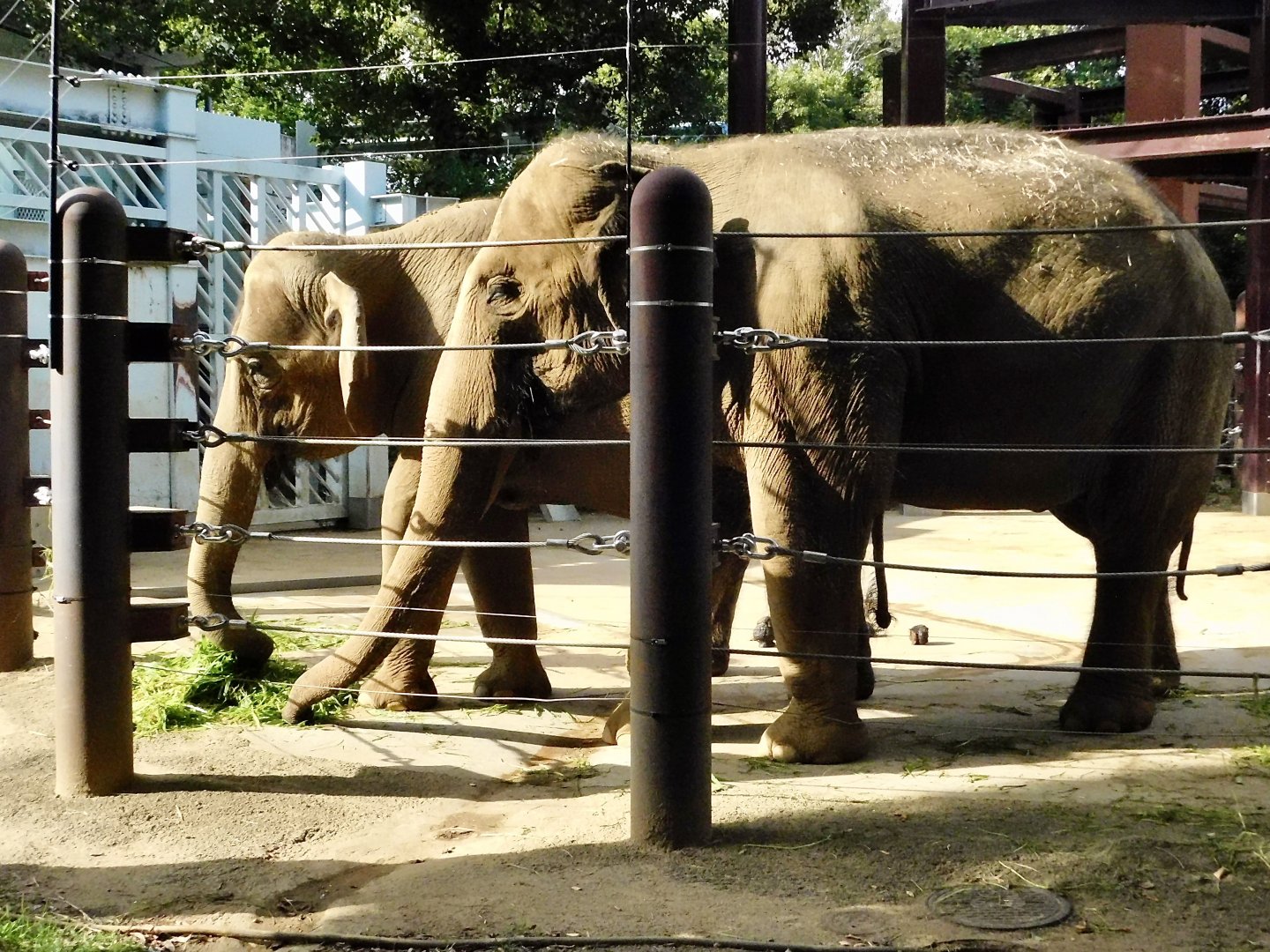 Asian Elephant (Elephas maximus) October 18, 2025