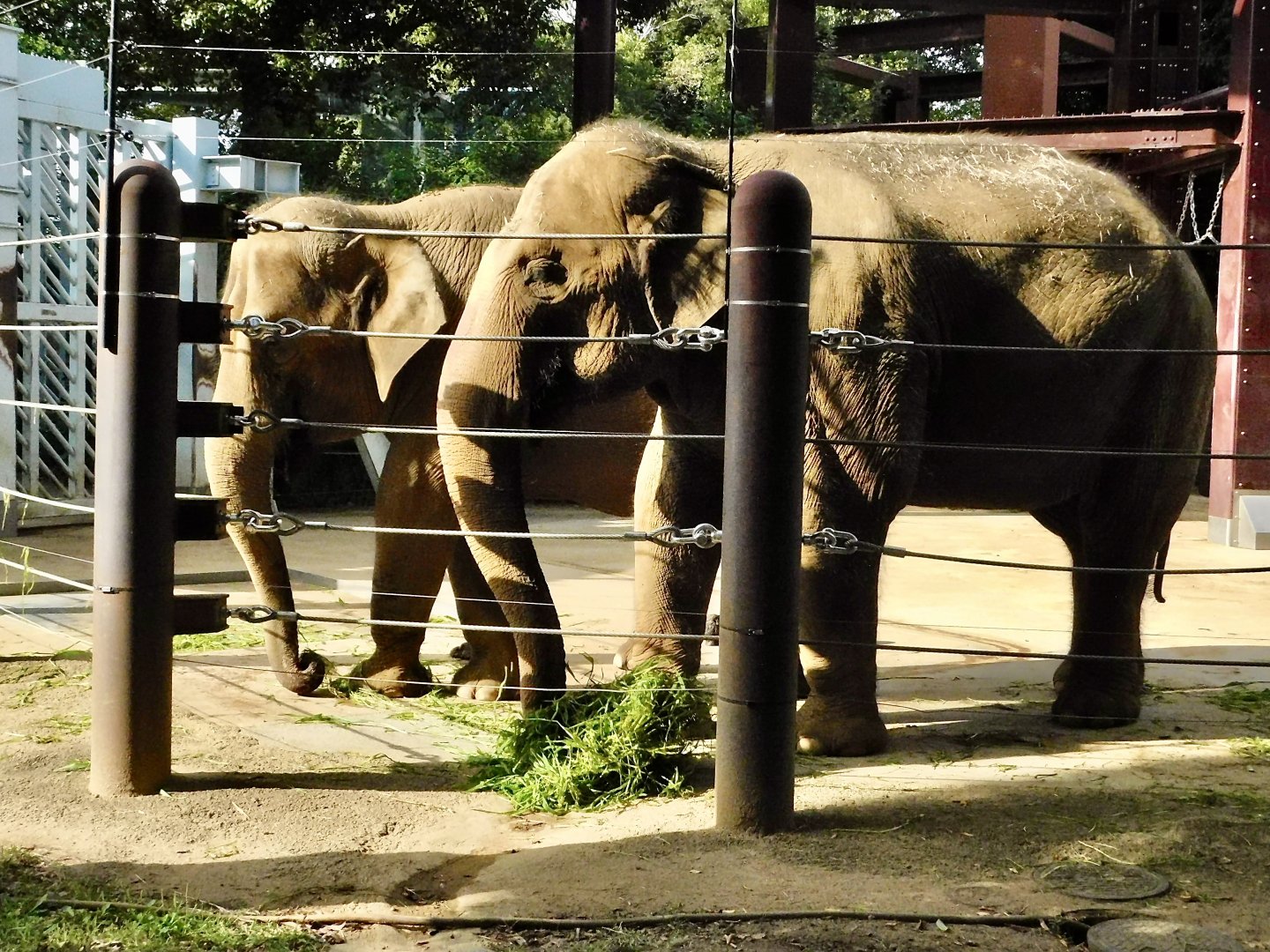 Asian Elephant (Elephas maximus) October 18, 2025