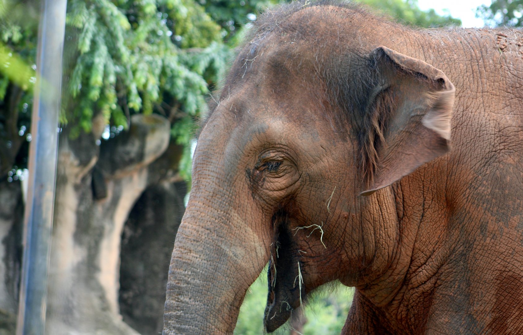 Asian Elephant (Elephas maximus) - "Ongard"