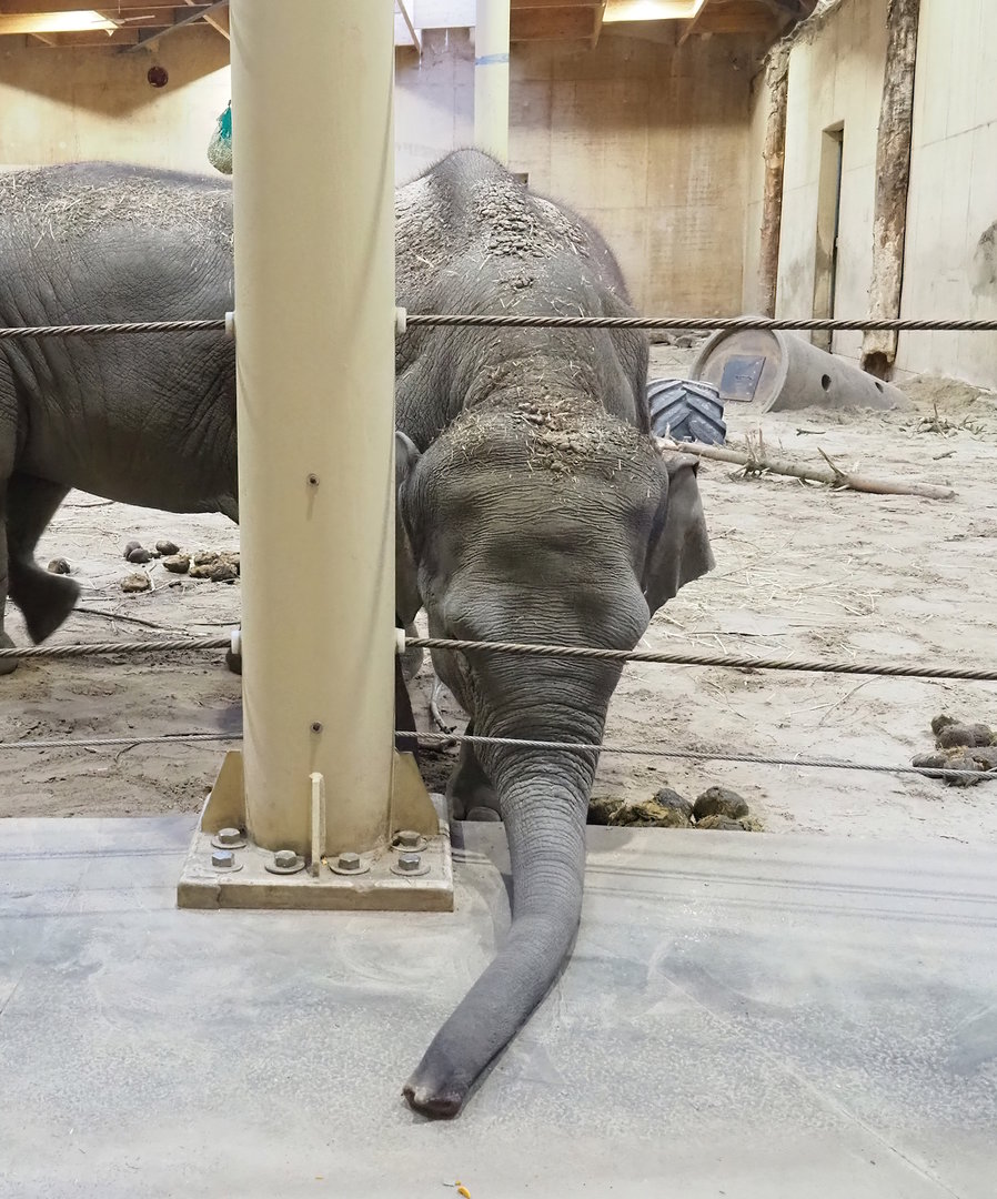Asian elephant (Elephas maximus) reaching for spilled food, 2022-12-27