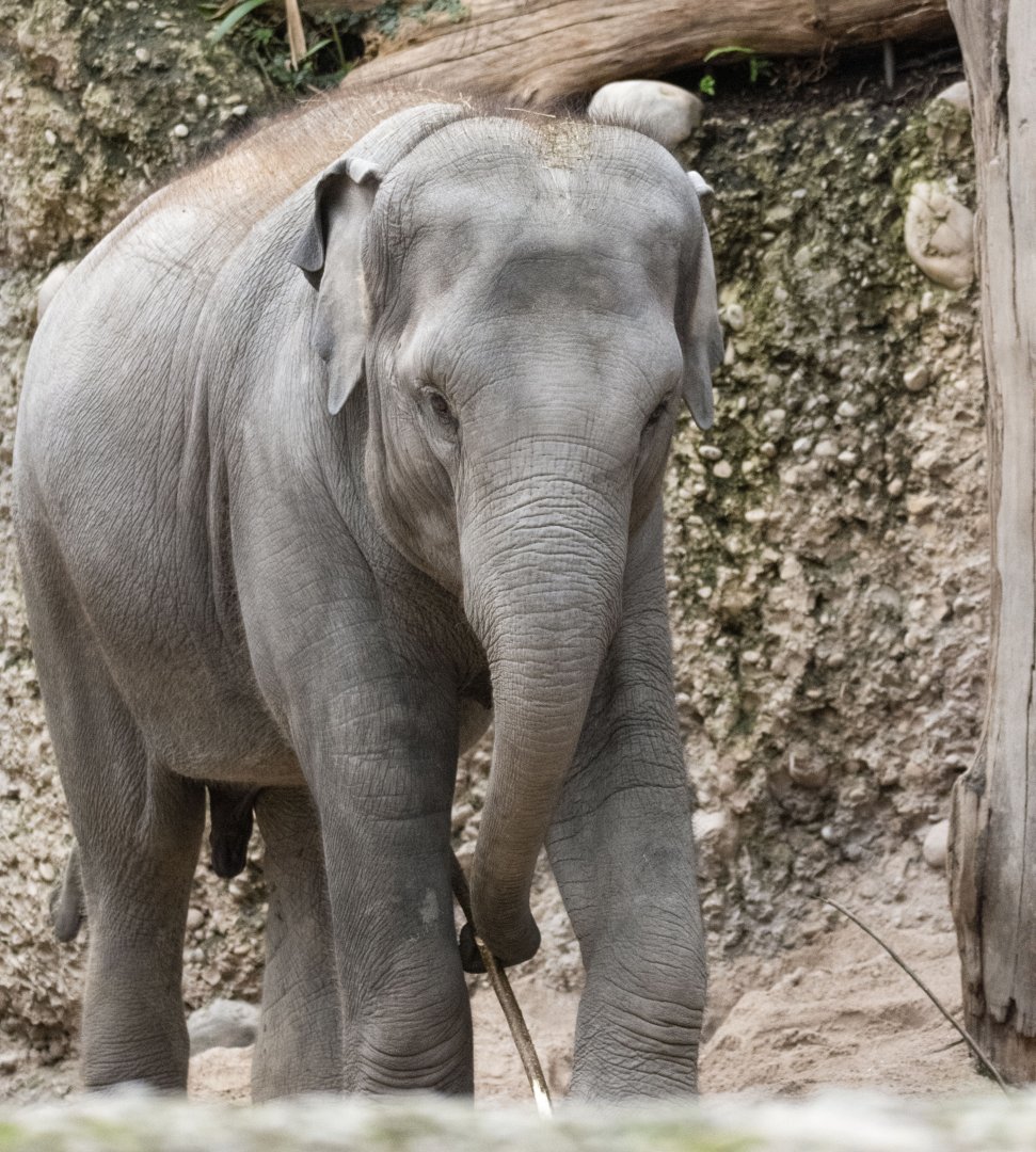 Asian elephant (Elephas maximus) "Ruwani"