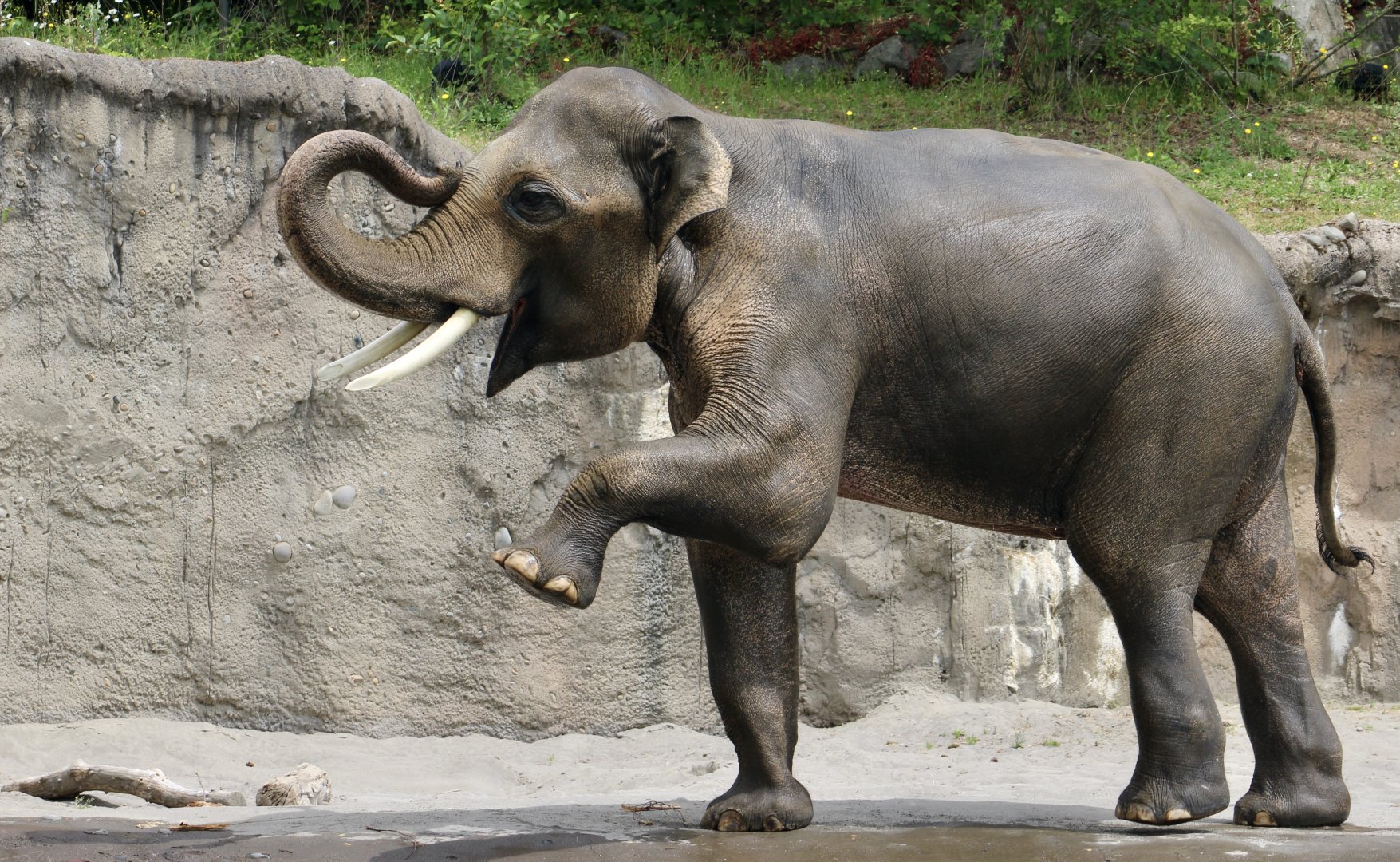 Asian Elephant (Elephas maximus) "Samudra"