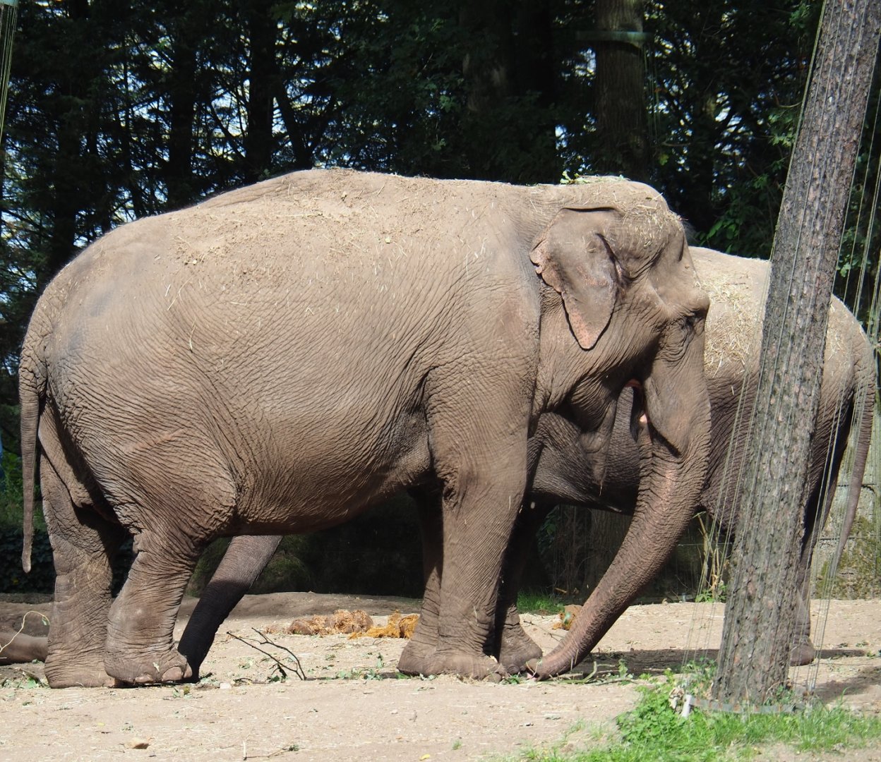 Asian elephant (Elephas maximus), Sep 16th, 2018