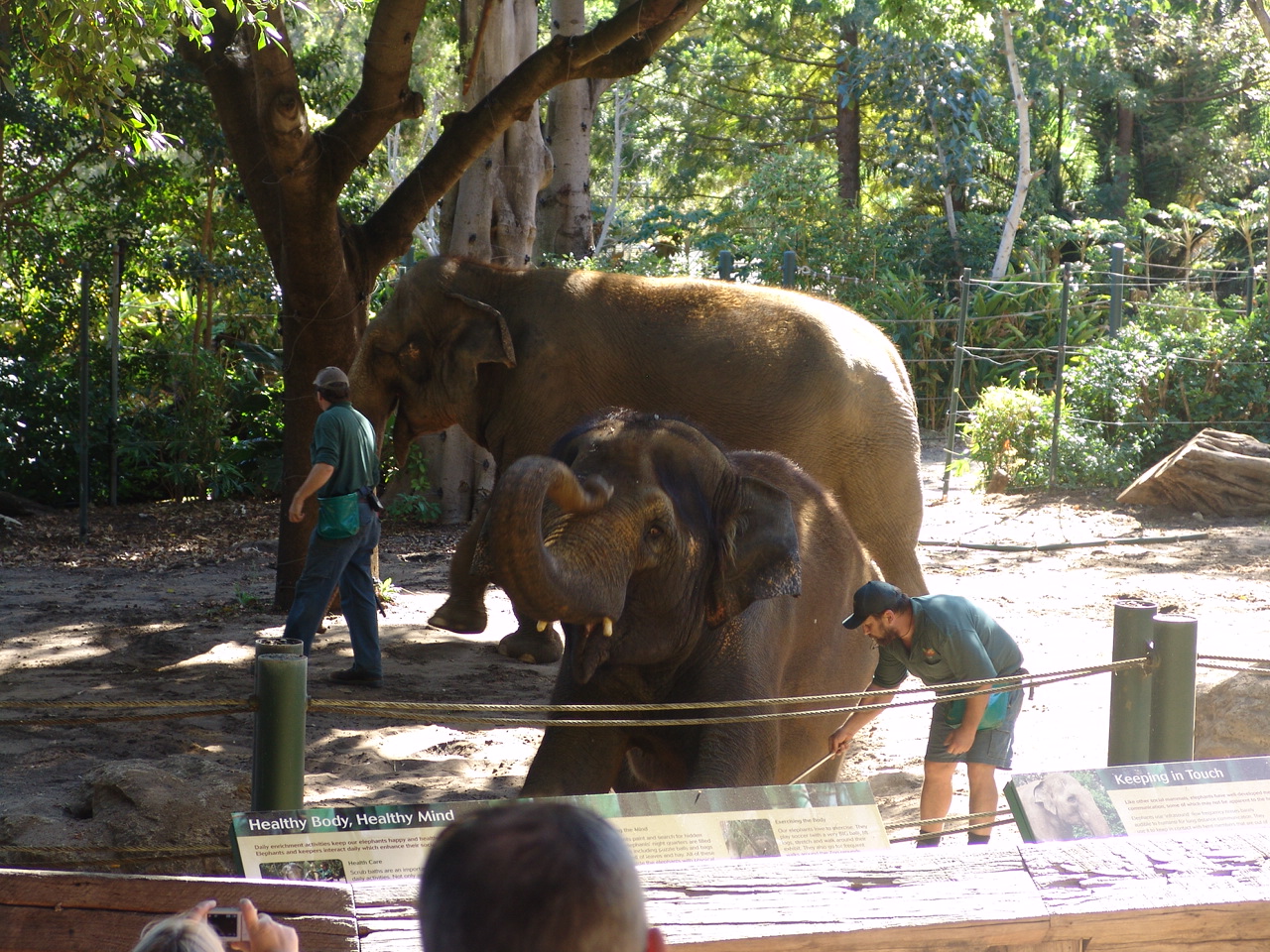 Asian Elephant (Elephas maximus) Show