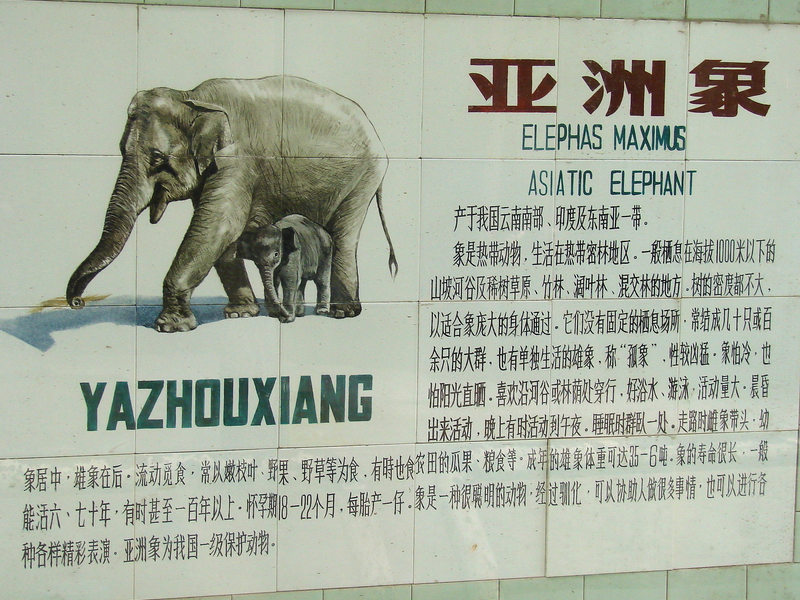 Asian Elephant (Elephas maximus) sign