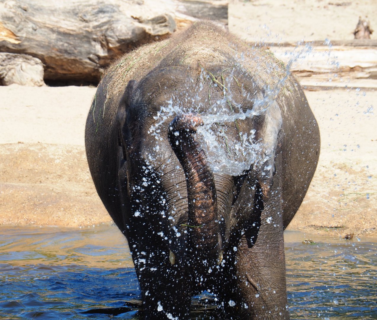 Asian elephant (Elephas maximus) spraying water on herself, 2019-07-23