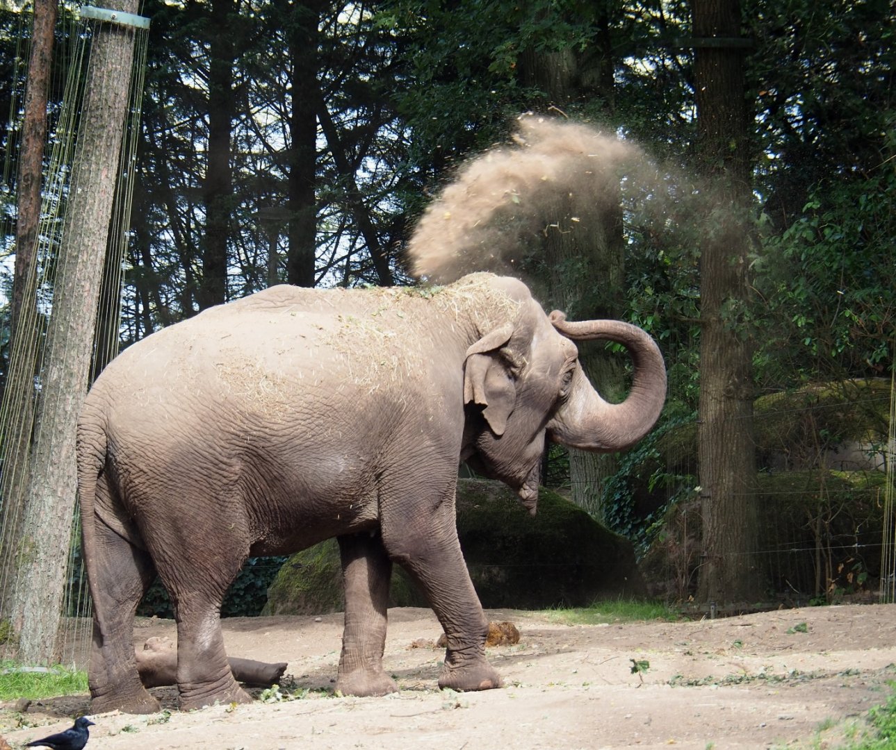 Asian elephant (Elephas maximus) throwing sand (Sep 16th, 2018)