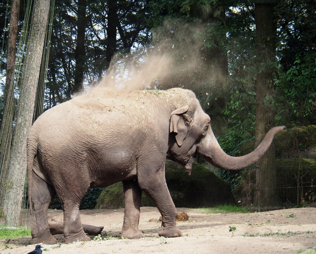 Asian elephant (Elephas maximus) throwing sand (Sep 16th, 2018)