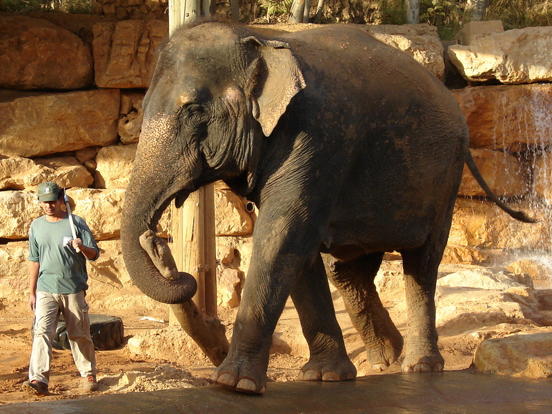 Asian Elephant (Elephas maximus) Training Show female Kwunjai (Tamar)