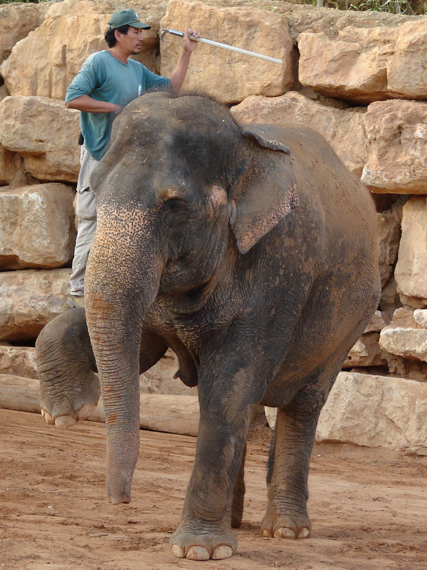 Asian Elephant (Elephas maximus) Training Show female Kwunjai (Tamar)