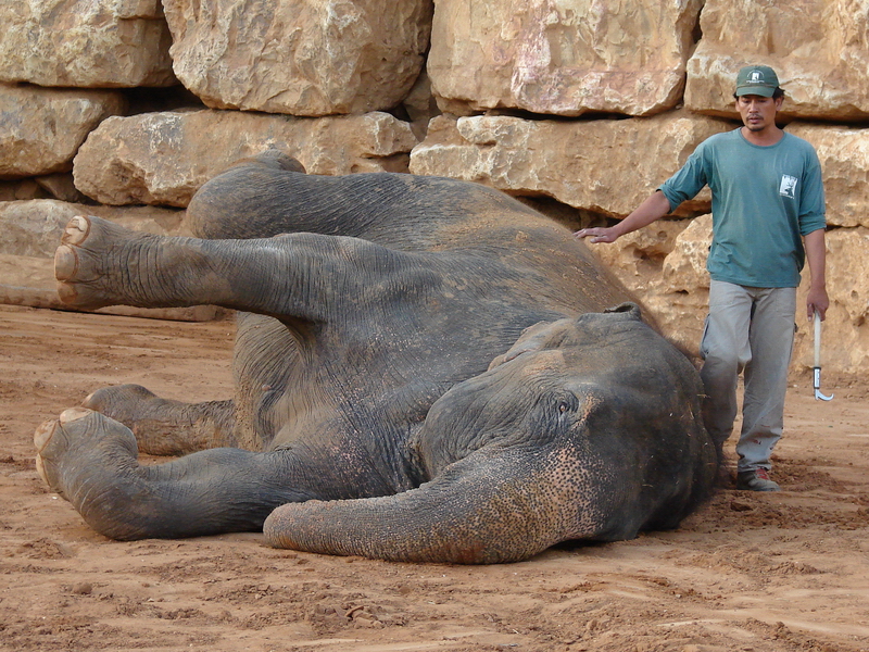 Asian Elephant (Elephas maximus) Training Show female Kwunjai (Tamar)