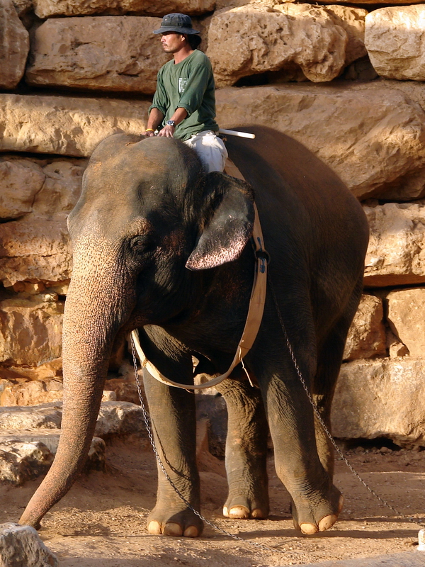 Asian Elephant (Elephas maximus) Training Show female Oraphon (Susan)