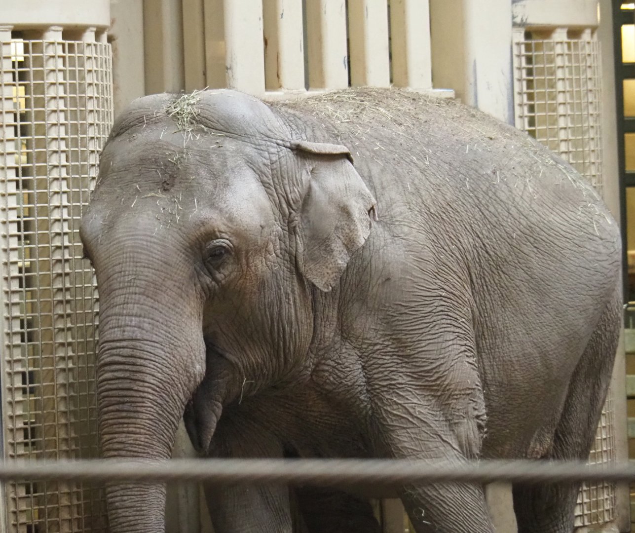 Asian elephant (Elephas maximus) Yu Yu Yin, 2021-10-10