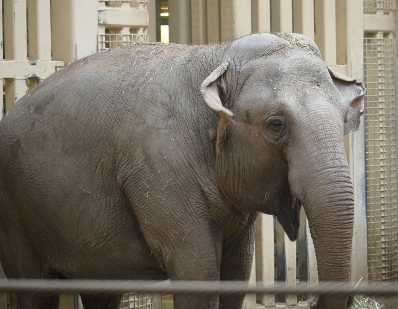 Asian elephant (Elephas maximus) Yu Yu Yin, 2021-10-10