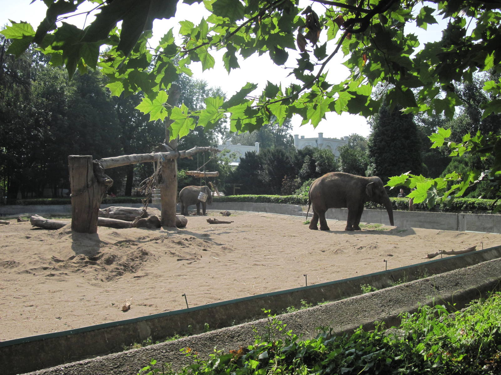 Asian elephant (Elephas maximus)