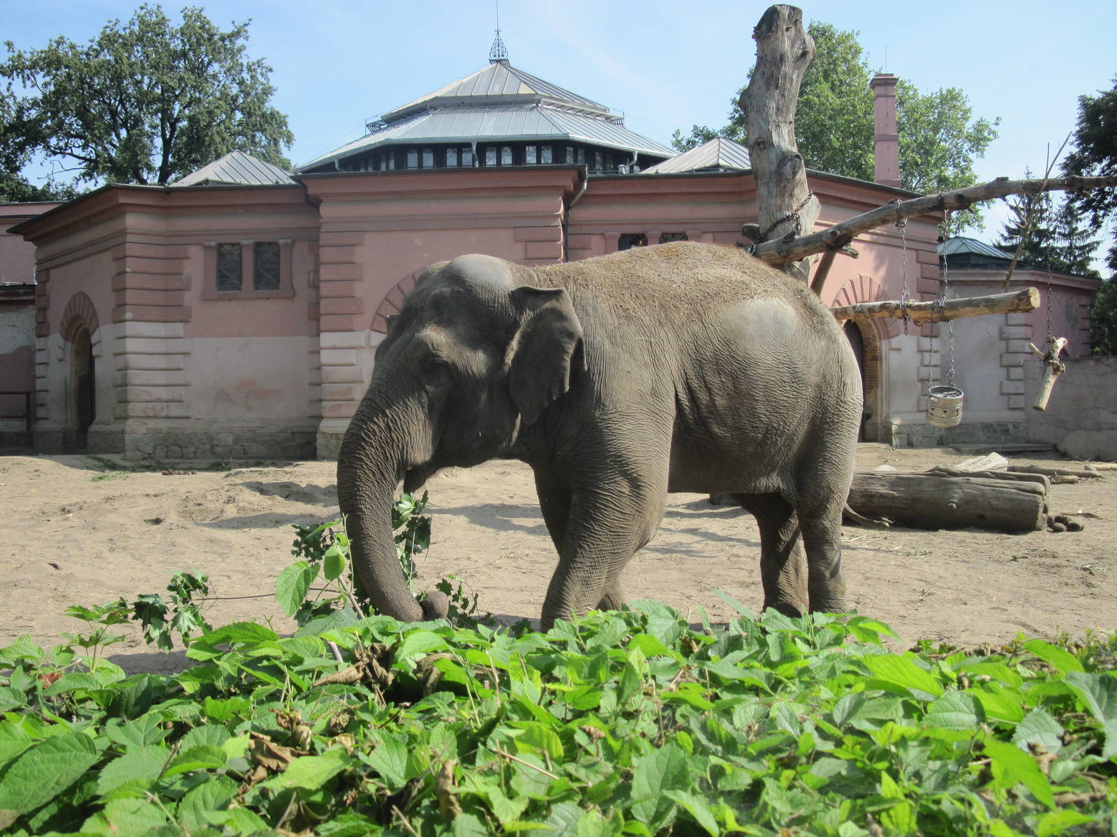 Asian elephant (Elephas maximus)