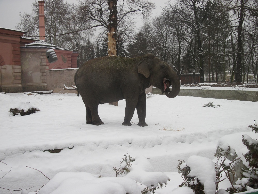 Asian elephant (Elephas maximus)