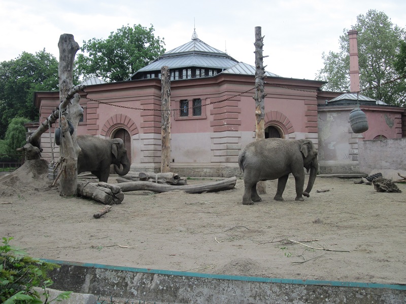 Asian elephant (Elephas maximus)