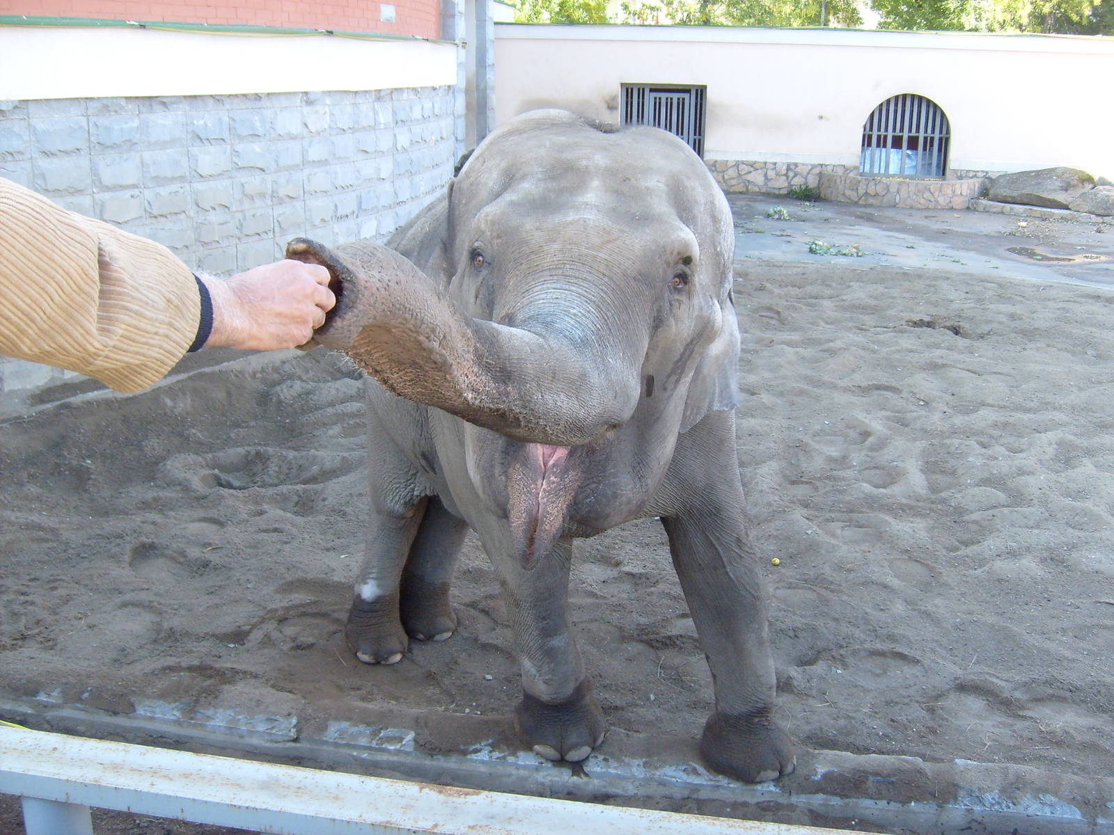 Asian elephant/Elephas maximus