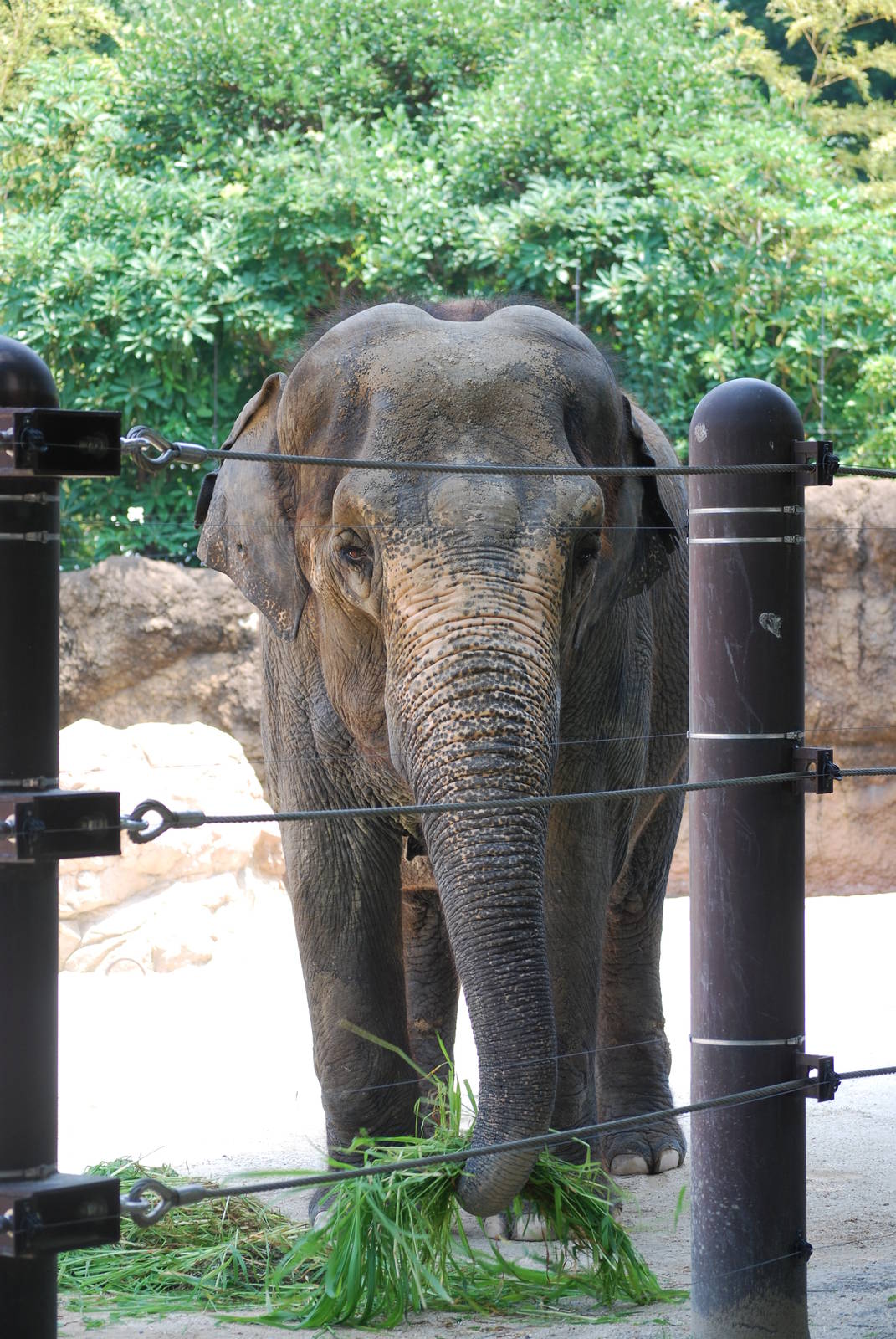 Asian elephant (Elephas maximus)